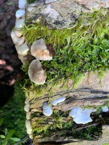 Crepidotus alabamensis