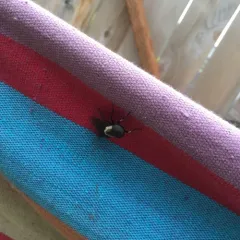 Western Black Horse Fly thumbnail 3