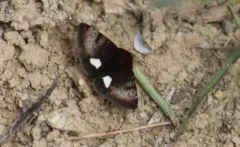 Boreal Gem Moth thumbnail 1