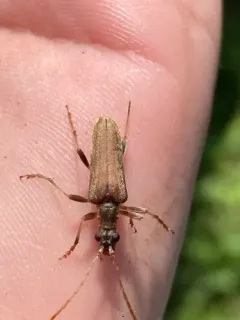 Cinnamon-winged Flower Longhorn thumbnail 2