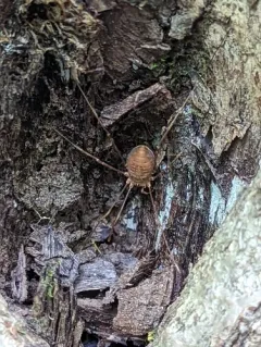 Golden Harvestman thumbnail 3