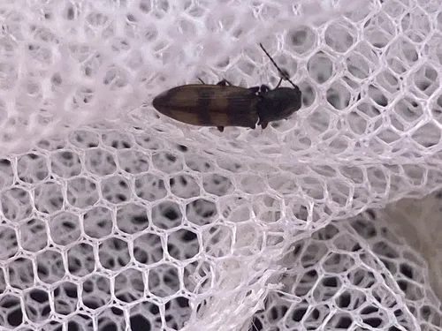 Idolus bigeminatus