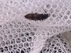 Idolus bigeminatus thumbnail 1