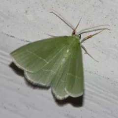 White-fringed Emerald thumbnail 4