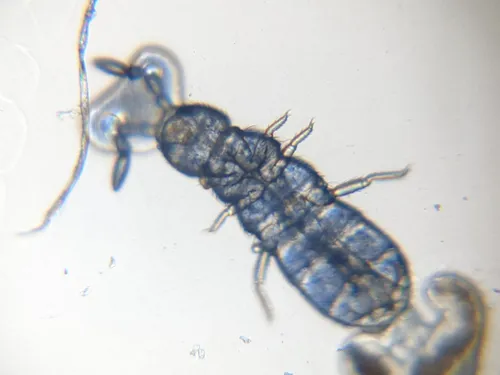 Desoria trispinata