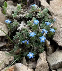 pale alpine forget-me-not thumbnail 3
