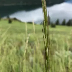 Bluebunch Wheatgrass thumbnail 2