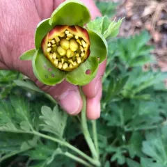 Brown's Peony thumbnail 4