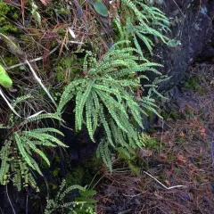 maidenhair spleenwort thumbnail 3