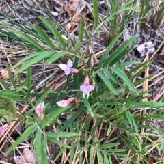 Nevada Sweet Pea thumbnail 1