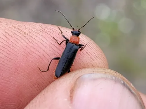 Cantharis aneba