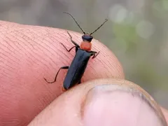 Cantharis aneba thumbnail 1