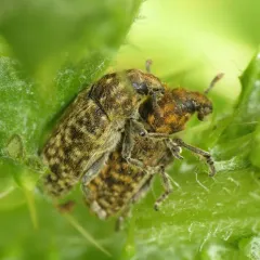 Nodding Thistle Receptacle Weevil thumbnail 4