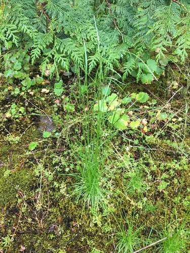 annual hairgrass
