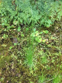 annual hairgrass thumbnail 1