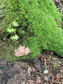 bulbous bonnet thumbnail 2