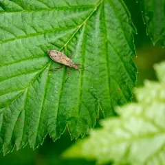 Nabis roseipennis thumbnail 2
