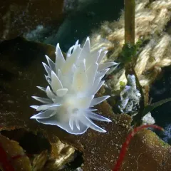 White-lined Dirona thumbnail 3
