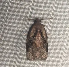 Gray Archips Moth thumbnail 3