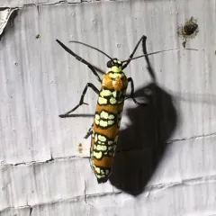 Ailanthus Webworm Moth thumbnail 4