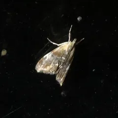 Julia's Dicymolomia Moth thumbnail 1