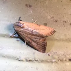 Wedgling Moth thumbnail 2