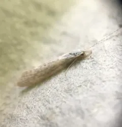Nectopsyche albida thumbnail 3