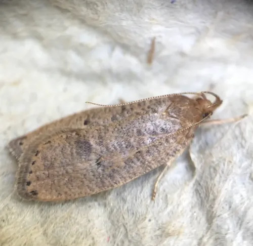 Dotted Leaftier Moth