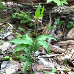 Ram's-head Lady's Slipper thumbnail 4
