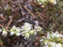 Sierra horkelia thumbnail 3