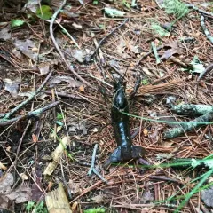 White River Crayfish thumbnail 2