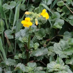 magnificent seep monkeyflower thumbnail 4