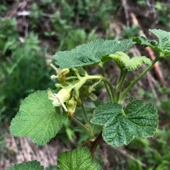 sticky currant thumbnail 3