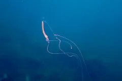 Sarsia princeps thumbnail 3