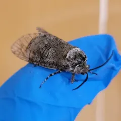Little Carpenterworm Moth thumbnail 2