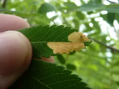 Apple-and-Plum Casebearer Moth thumbnail 3
