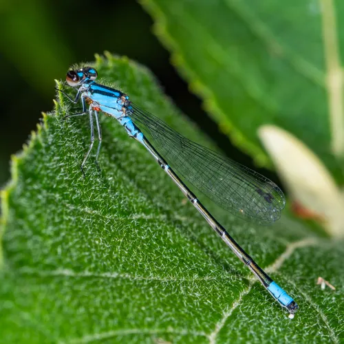 Skimming Bluet