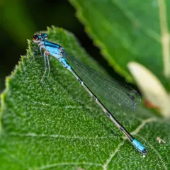 Skimming Bluet thumbnail 1