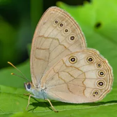 Appalachian Brown thumbnail 3