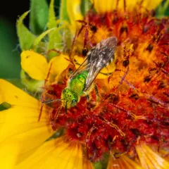 Bicolored Striped Sweat Bee thumbnail 1