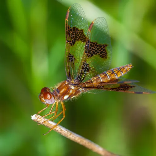 Eastern Amberwing