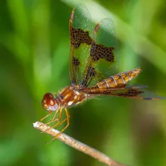 Eastern Amberwing thumbnail 1