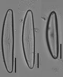Encyonema norvegicum thumbnail 1