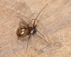 Pale Sheetweb Weaver thumbnail 3