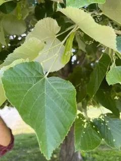 Silver Lime thumbnail 2
