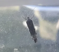 Narrow-winged Midget Moth thumbnail 3