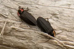 Green's firefly thumbnail 4