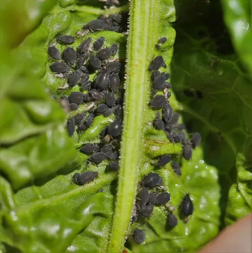 Dock Aphid