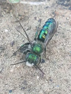 Green Small-Mason thumbnail 2