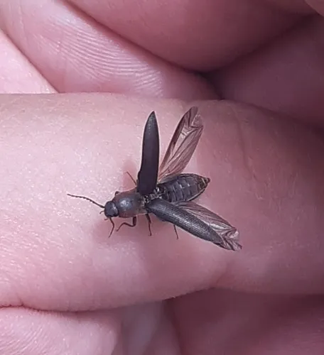 Dark Click Beetle